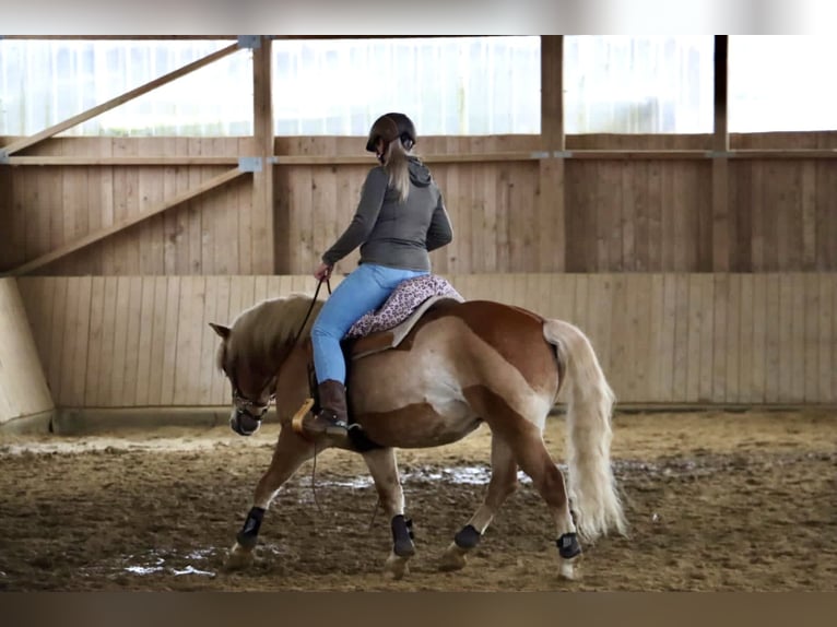 Edelbluthaflinger Caballo castrado 8 años 147 cm Alazán in Kneitlingen