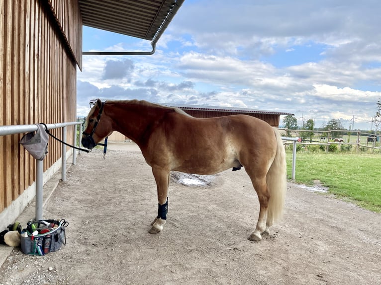 Edelbluthaflinger Caballo castrado 8 años 147 cm Alazán in Kneitlingen