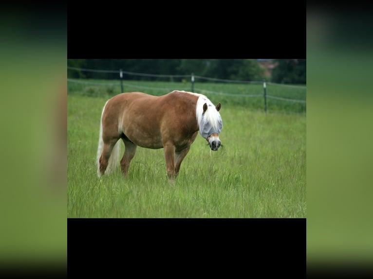 Edelbluthaflinger Caballo castrado 8 años 147 cm Alazán in Kneitlingen