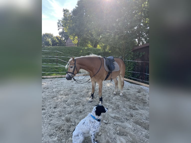 Edelbluthaflinger Caballo castrado 8 años 150 cm Alazán in Dassel