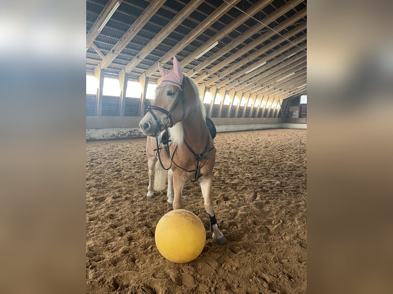 Edelbluthaflinger Caballo castrado 8 años 150 cm Alazán in Dassel