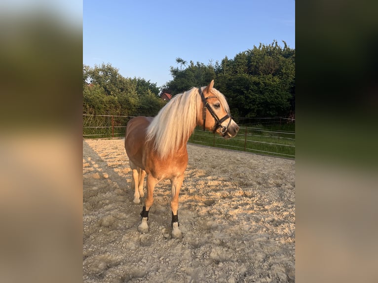 Edelbluthaflinger Caballo castrado 8 años 150 cm Alazán in Dassel