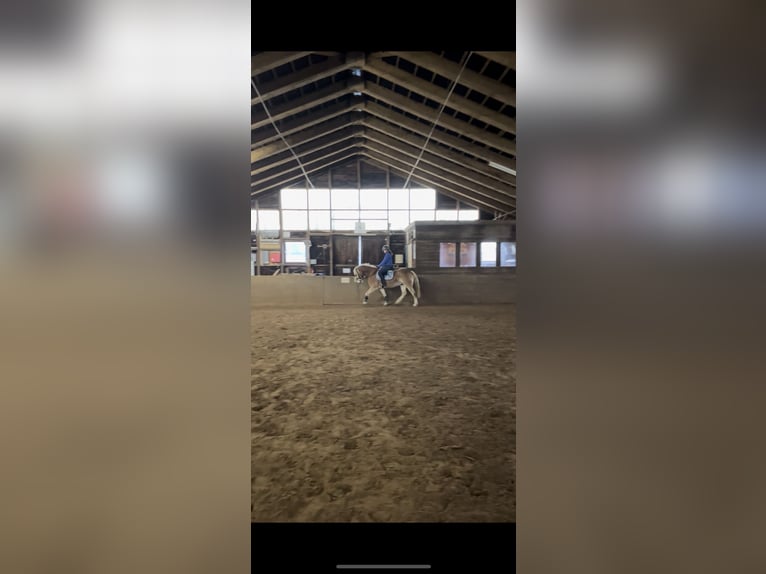 Edelbluthaflinger Caballo castrado 8 años 150 cm Alazán in Dassel