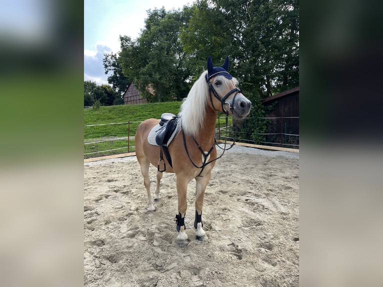 Edelbluthaflinger Caballo castrado 8 años 150 cm Alazán in Dassel