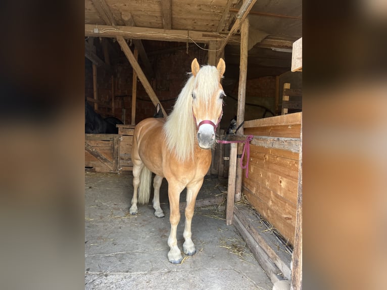 Edelbluthaflinger Caballo castrado 8 años 150 cm Alazán in Dassel