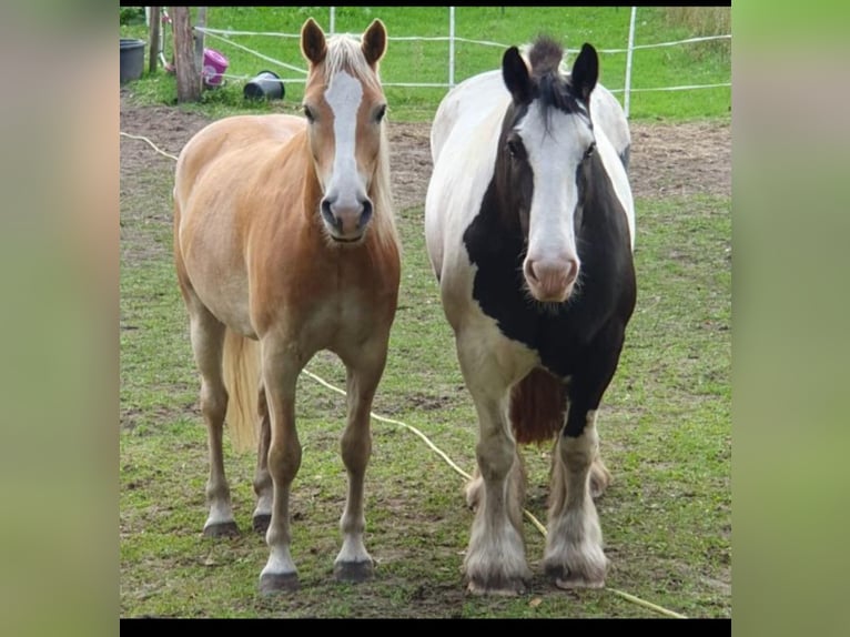 Edelbluthaflinger Caballo castrado 8 años 153 cm Alazán in Mölln