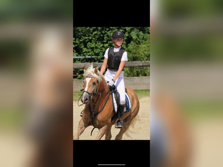 Edelbluthaflinger Caballo castrado 8 años 154 cm  in Lennestadt