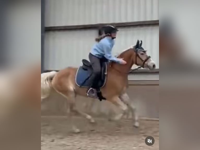 Edelbluthaflinger Caballo castrado 9 años 146 cm  in Norden