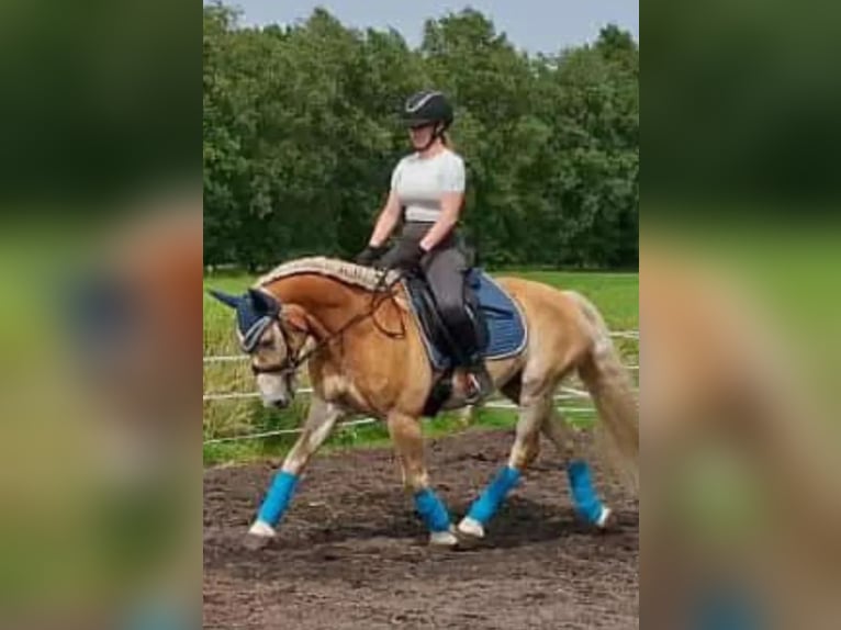 Edelbluthaflinger Caballo castrado 9 años 146 cm  in Norden