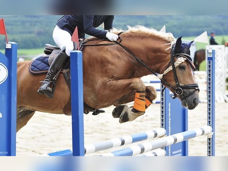 Edelbluthaflinger Caballo castrado 9 años 151 cm Alazán in Bonn Edelbluthaflinger Caballo castrado 9 años 151 cm Alazán in Bonn