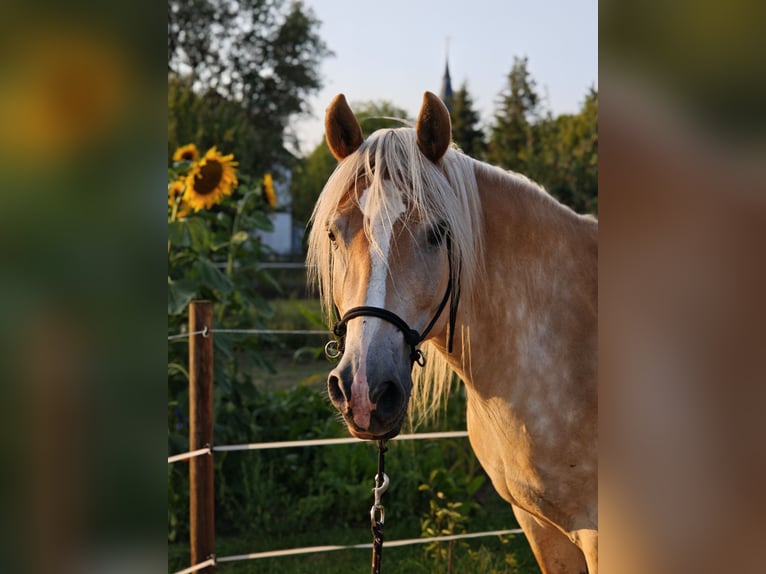Edelbluthaflinger Caballo castrado 9 años 152 cm Alazán in Sonneborn