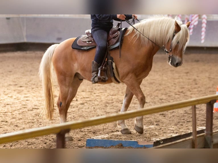 Edelbluthaflinger Caballo castrado 9 años 152 cm in Hilden
