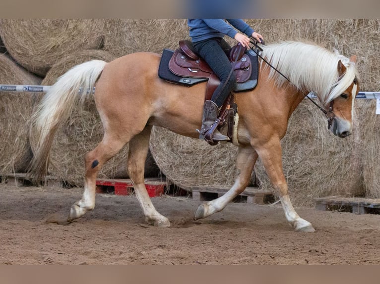 Edelbluthaflinger Castrone 10 Anni 152 cm in Hilden