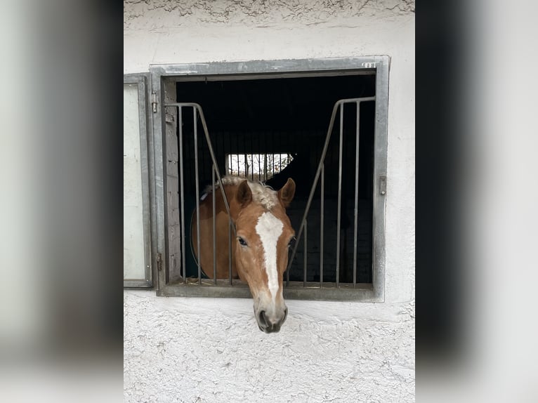 Edelbluthaflinger Castrone 10 Anni 152 cm Palomino in Berlin