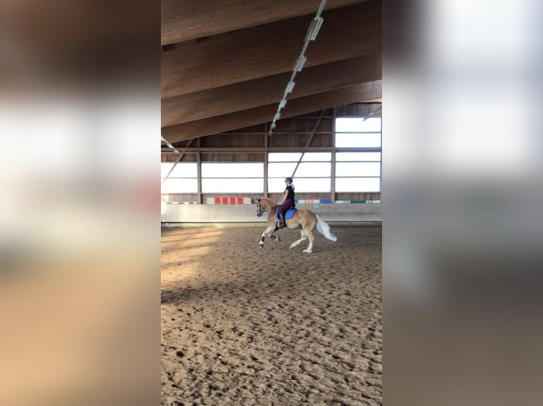 Edelbluthaflinger Castrone 10 Anni 154 cm Sauro in Roßhaupten