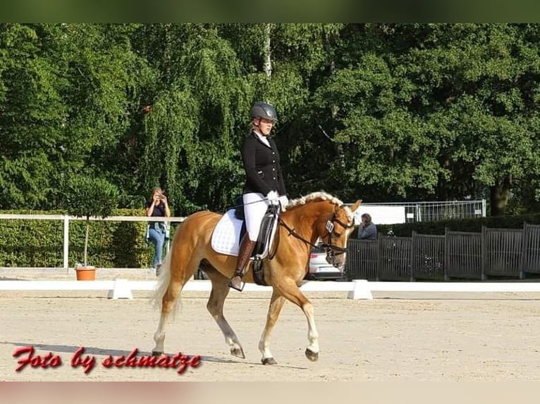 Edelbluthaflinger Castrone 10 Anni 154 cm Sauro in Roßhaupten