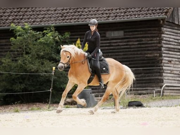 Edelbluthaflinger Castrone 11 Anni 151 cm Sauro in Langenorla