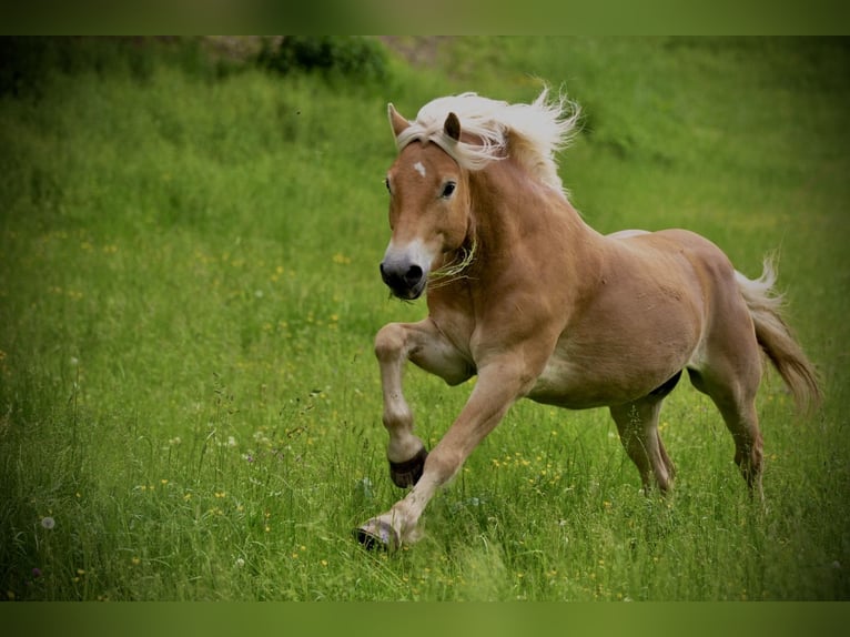 Edelbluthaflinger Castrone 11 Anni 151 cm Sauro in Langenorla