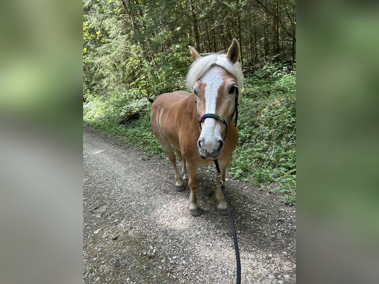 Edelbluthaflinger Castrone 12 Anni 146 cm Sauro in Reichenbach am Heuberg