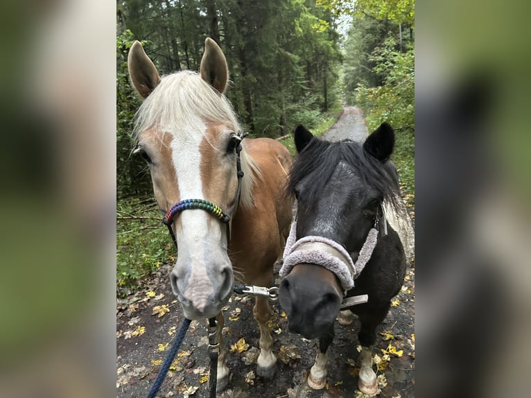 Edelbluthaflinger Castrone 12 Anni 146 cm Sauro in Reichenbach am Heuberg