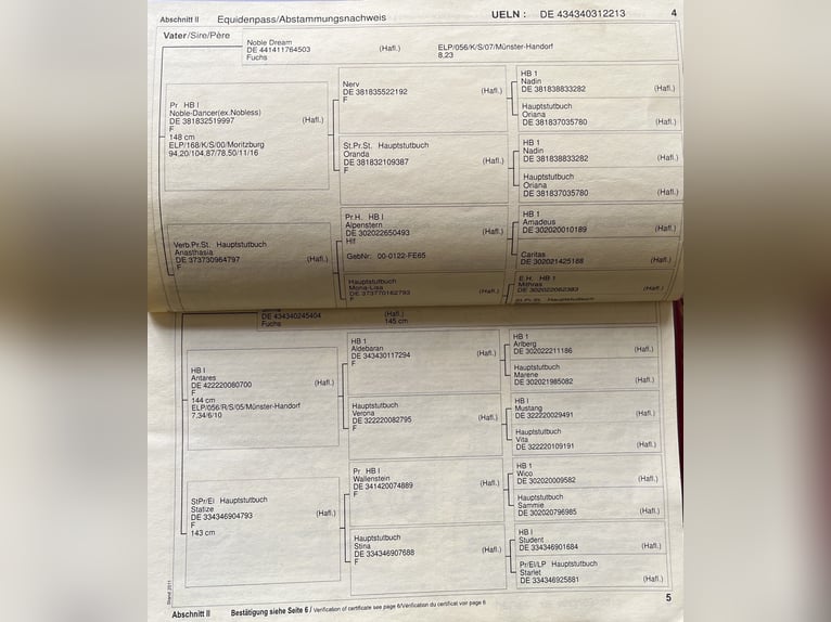 Edelbluthaflinger Castrone 12 Anni 148 cm Sauro in Drentwede