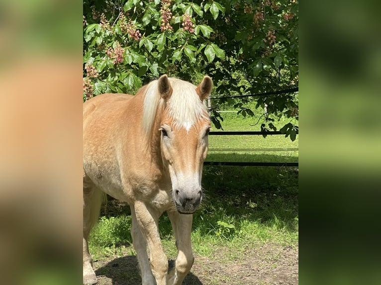 Edelbluthaflinger Castrone 12 Anni 155 cm Sauro in Bielefeld