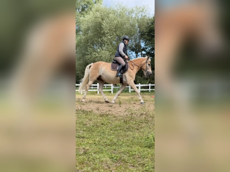 Edelbluthaflinger Castrone 12 Anni 155 cm Sauro in Bielefeld