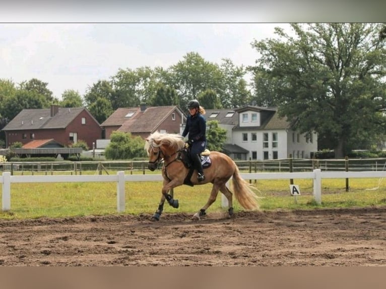 Edelbluthaflinger Castrone 12 Anni 156 cm Sauro in Warendorf