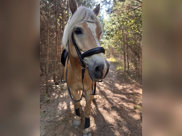 Edelbluthaflinger Castrone 14 Anni 155 cm Sauro in Lutherstadt Wittenberg