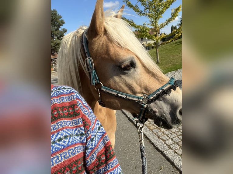 Edelbluthaflinger Castrone 15 Anni 145 cm Sauro in Crimmitschau