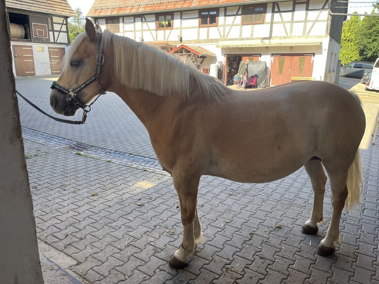 Edelbluthaflinger Castrone 15 Anni 145 cm Sauro in Crimmitschau