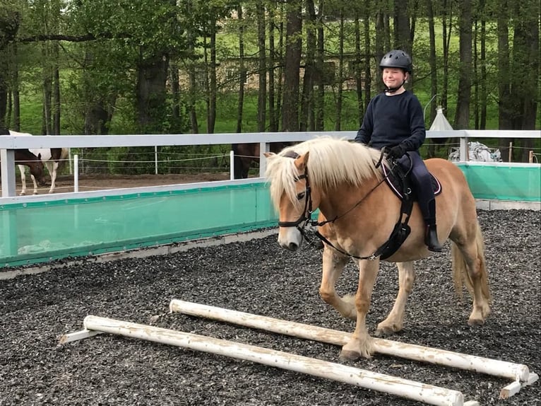Edelbluthaflinger Castrone 15 Anni 145 cm Sauro in Crimmitschau