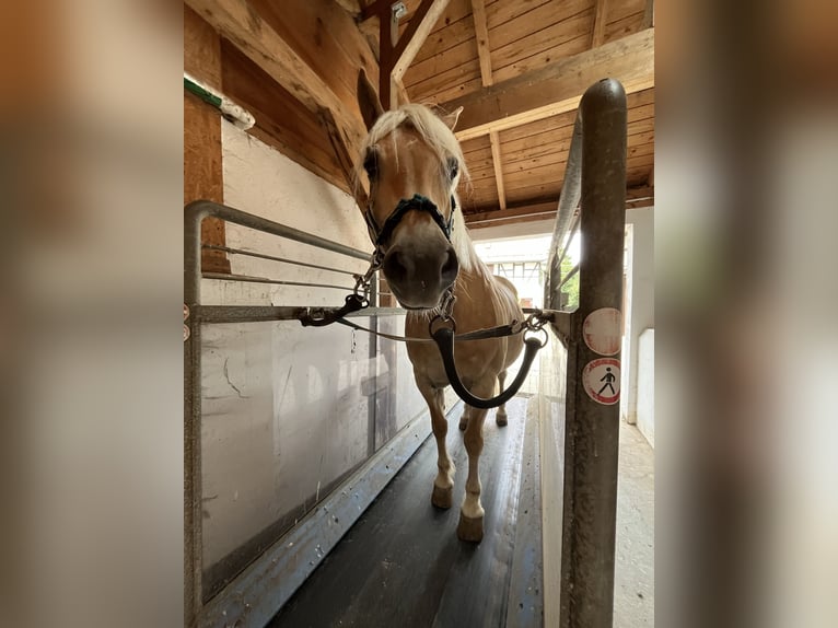 Edelbluthaflinger Castrone 15 Anni 145 cm Sauro in Crimmitschau