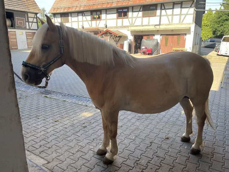 Edelbluthaflinger Castrone 15 Anni 145 cm Sauro in Crimmitschau