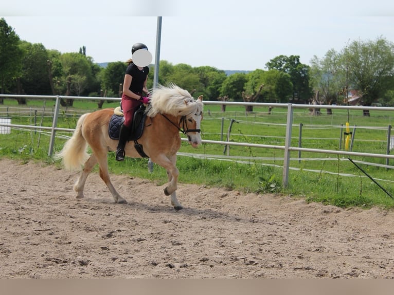 Edelbluthaflinger Castrone 15 Anni 151 cm Sauro in Lübbecke