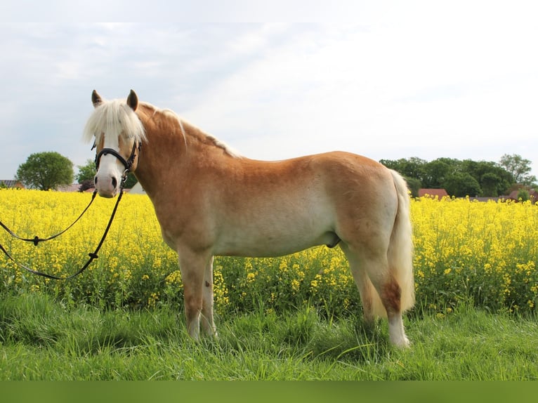 Edelbluthaflinger Castrone 15 Anni 151 cm Sauro in Lübbecke