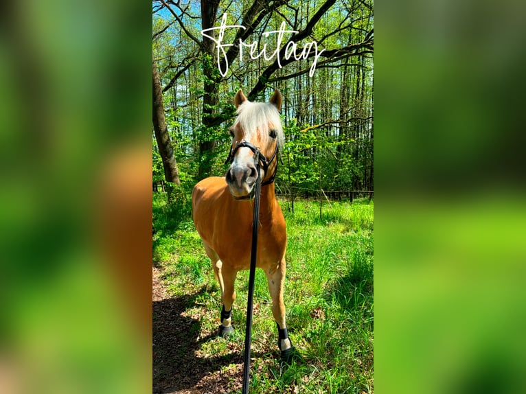 Edelbluthaflinger Castrone 15 Anni 155 cm Sauro in Lutherstadt Wittenberg