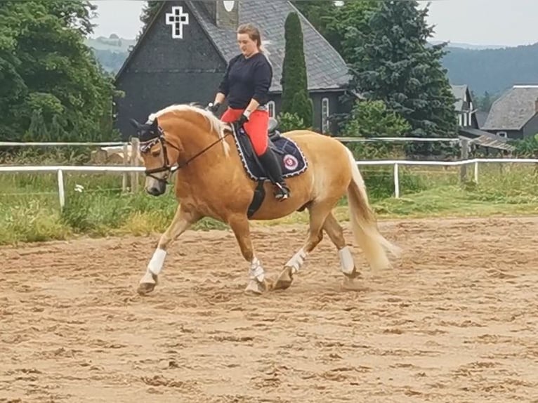 Edelbluthaflinger Castrone 16 Anni  in Auengrund