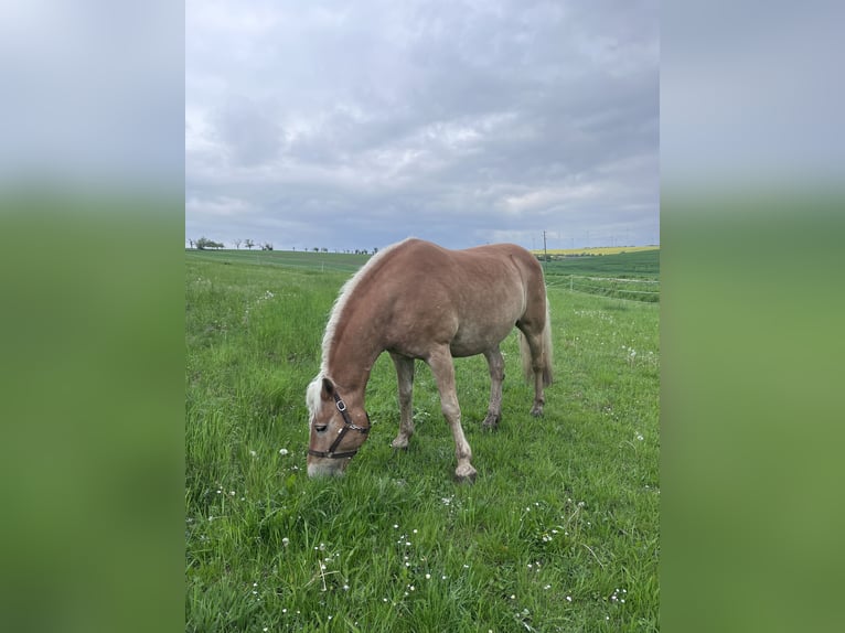 Edelbluthaflinger Castrone 17 Anni 155 cm Sauro in Halberstadt