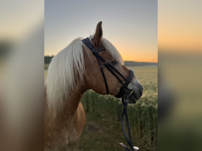 Edelbluthaflinger Castrone 17 Anni 155 cm Sauro in Halberstadt