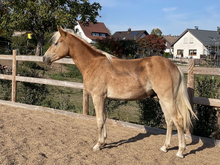 Edelbluthaflinger Castrone 1 Anno 144 cm Sauro in EngelsbrandEngelsbrand