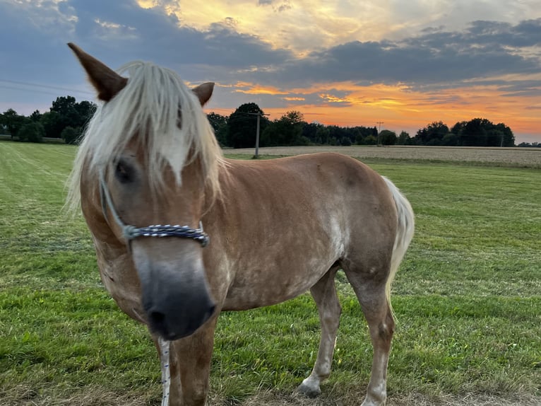 Edelbluthaflinger Castrone 20 Anni 150 cm in Alfdorf