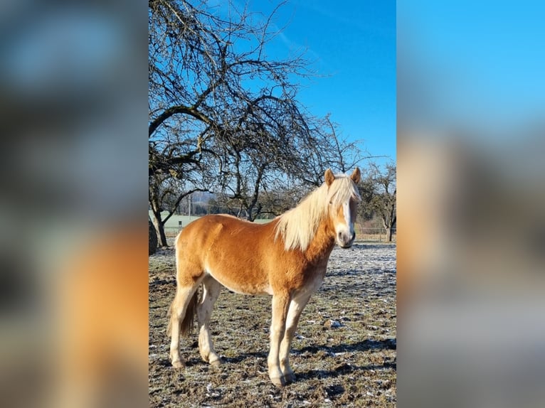 Edelbluthaflinger Castrone 2 Anni 145 cm in Berg