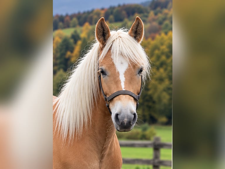 Edelbluthaflinger Castrone 2 Anni 146 cm  in Oberstaufen