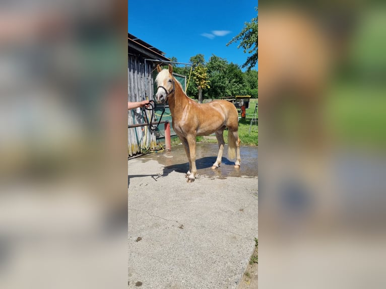 Edelbluthaflinger Castrone 2 Anni 148 cm in Berg