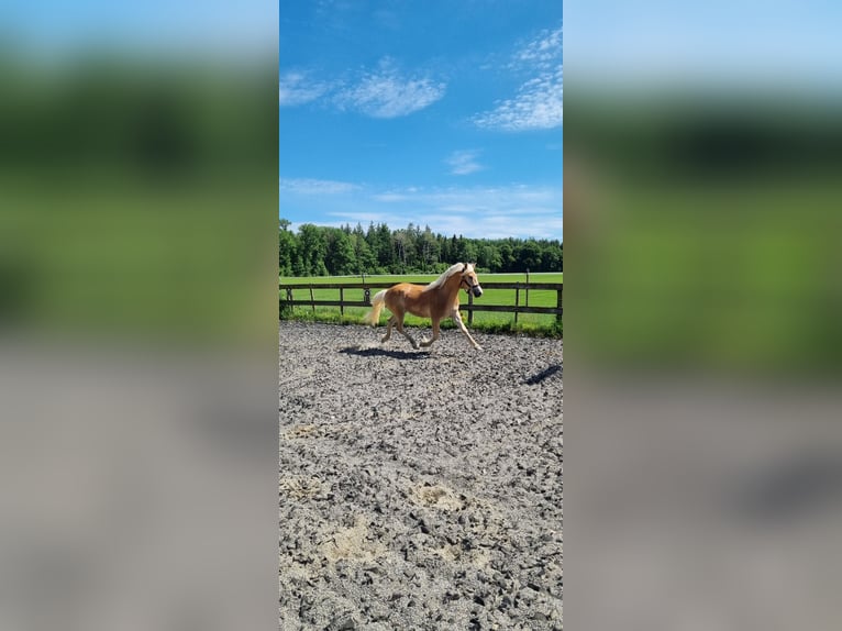 Edelbluthaflinger Castrone 2 Anni 148 cm in Berg