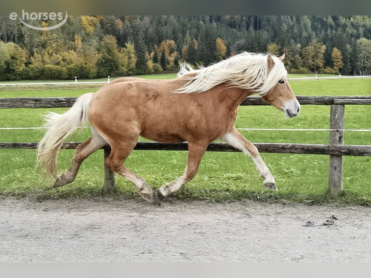 Edelbluthaflinger Castrone 2 Anni 148 cm Sauro in Bayrischzell