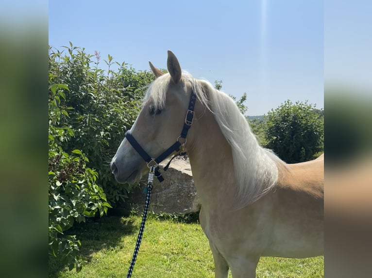 Edelbluthaflinger Castrone 2 Anni in Eppstein