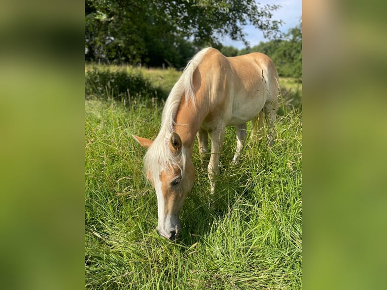 Edelbluthaflinger Castrone 2 Anni in Eppstein