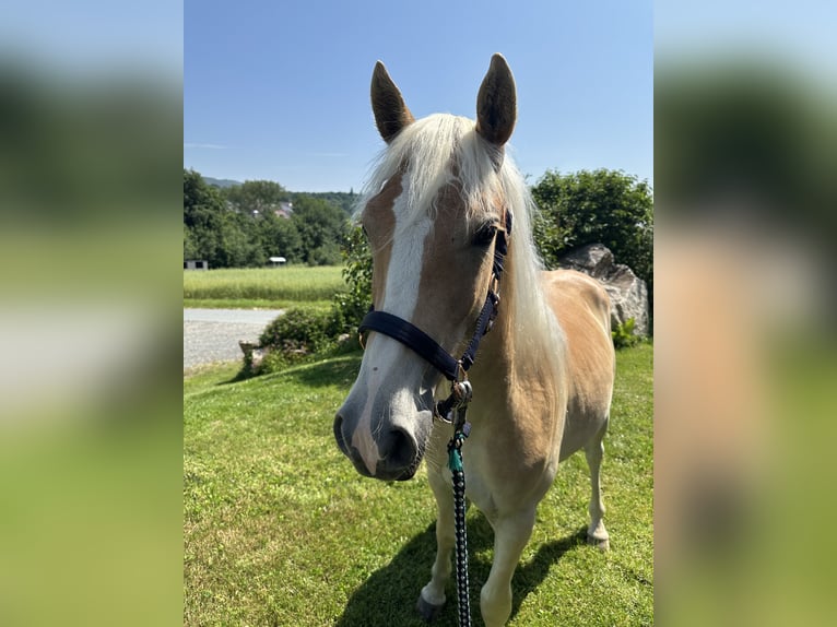 Edelbluthaflinger Castrone 2 Anni in Eppstein